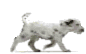 Članski avatar